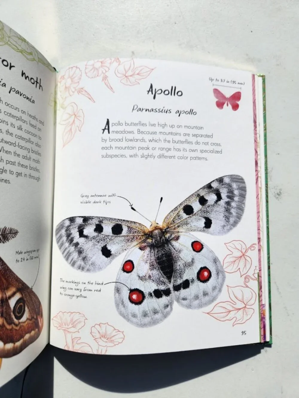 Anthology of Butterflies and Moths from Around the World Hardcover Book